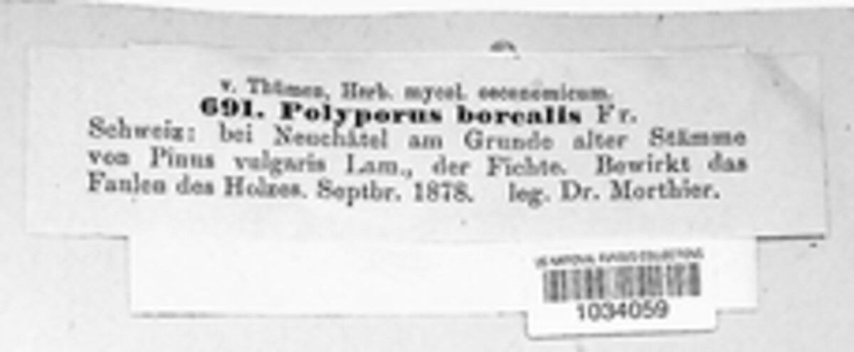 Climacocystis borealis image